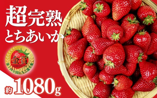 いちご 「茂木完熟いちご」　いちご選手権金賞 とちあいか レギュラーサイズ 約270g × 4パック 合計 約1080g 【1月中旬以降発送】| いちご イチゴ 苺 ストロベリー とちあいか 完熟 甘い あまい  第１回いちご選手権金賞 果物 フルーツ くだもの 旬 産地直送 栃木県産 美土里農園 栃木県 茂木町