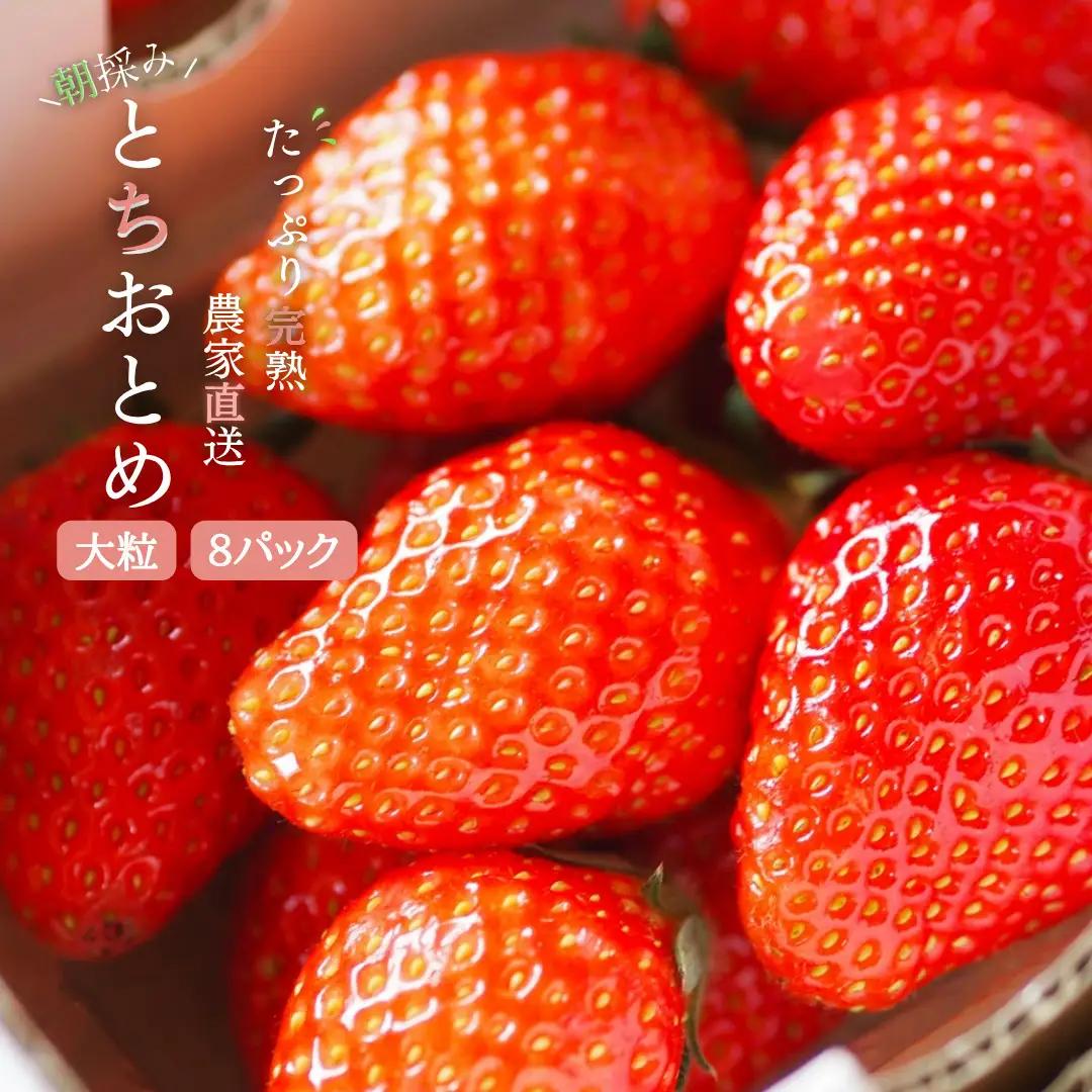 【2027年1月より発送】いちご専門農家直送！朝摘み収穫したての完熟とちおとめ2箱（1箱4パック入り）