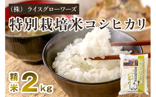 【令和7年産】新潟県加茂市産 特別栽培米コシヒカリ 精米2kg 《順次出荷》 従来品種コシヒカリ 新潟県産コシヒカリ 新潟産コシヒカリ 新潟コシヒカリ 新潟県産こしひかり 新潟産こしひかり 新潟こしひかり コシヒカリ こしひかり お米 白米 米  （株）ライスグローワーズ