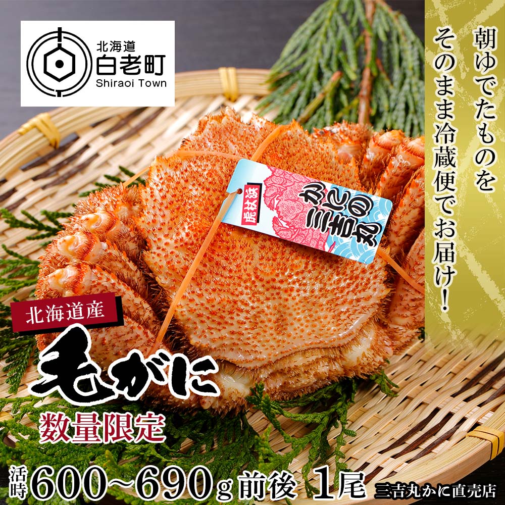 【ふるさと納税】数量限定【朝ゆで】北海道産ボイル毛ガニ 1尾（活時600-690g前後）毛がに 毛ガニ 毛蟹 蟹 カニ 北海道ふるさと納税 白老 ふるさと納税 北海道 【AS048】