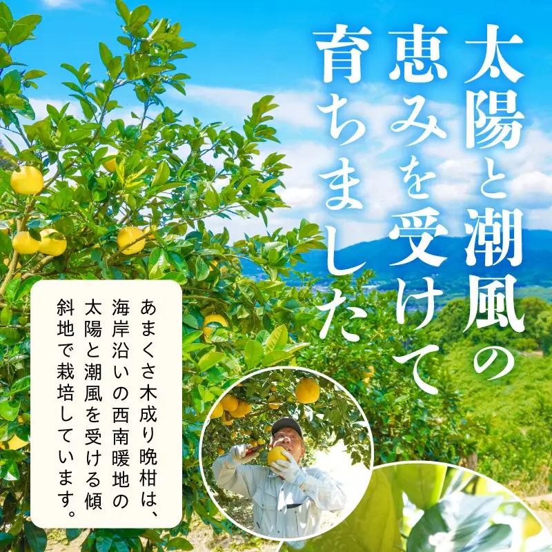 S040-023A_農家の手摘みあまくさ木成り晩柑 約7.5kg 先行受付