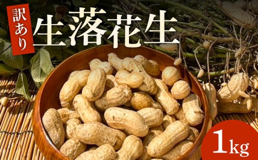 【先行予約】 訳あり 生 落花生 約1kg 《8月～11月発送》 愛の香り おおまさり ネオ 期間限定 京都府産 久御山町 おつまみ おやつ らっかせい 大粒 豆 殻 畑 京都 久御山町 久御山 農園Wave village