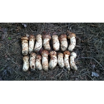 産地直送　岩手県岩泉町産　松茸　小・コロ　1kg【配送不可地域：離島】