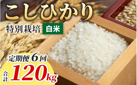 【令和7年産】【6ヶ月定期便】こしひかり 20kg × 6回 計 120kg【白米】減農薬・減化学肥料 「特別栽培米」－地球にやさしいお米－