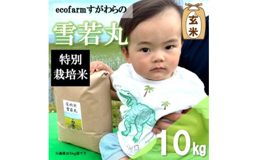 【令和8年産・玄米】ecofarmすがわらの特別栽培米雪若丸10kg ※10月上旬頃から順次配送