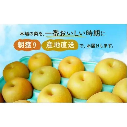 【2026年 先行予約】 かまがや梨 豊水 あきづきなど旬の梨をお届け 約3kg