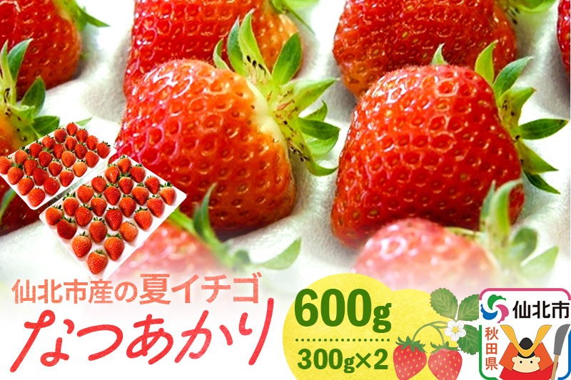 《7月～11月発送》仙北市産の夏イチゴ なつあかり 600g（300g×2）|02_sfm-010201