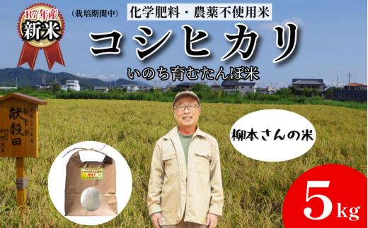 【令和7年産新米】米 コシヒカリ 5kg 天皇献上米 (栽培期間中）化学肥料・農薬不使用米 白米 精米 こめ  ご飯 備蓄米 ごはん 新米  環境 に優しい 小松島市 上王子特質米 5kg