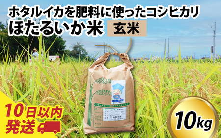 【訳あり】ほたるいか米（玄米１０kg）【通年発送】 