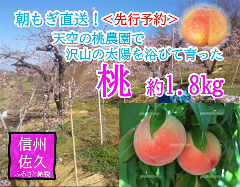 【ふるさと納税】【先行予約】長野県 標高700m育ちの桃 約1.8kg（中玉・大玉）＜2025年8月1日～17日出荷／北海道・沖縄・離島は配送不可＞信州　果物　旬彩　期間限定【フルーツ もも 長野県 佐久市 】