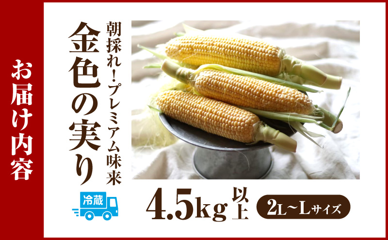 《2027年6月～発送》朝採れ!プレミアム味来　～金色の実り～　4.5kg以上(2L～L)・S064-115