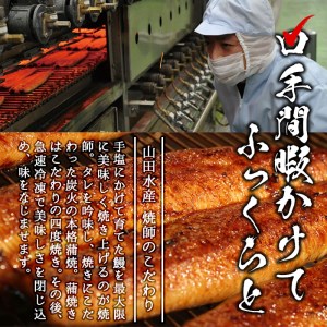 【数量限定】超特大！鹿児島県産 山田水産の霧島湧水鰻(計1400g以上・236g以上×6尾) うなぎ 鰻 ウナギ 6尾 国産 九州産 蒲焼き かばやき 冷凍 うな重 ひつまぶし タレ 山椒 人気 d5