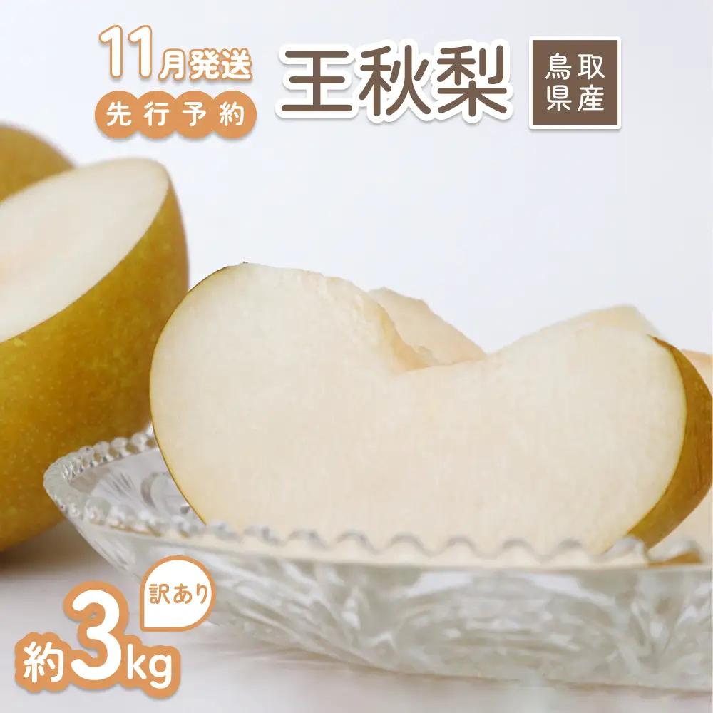 【2026年 先行予約】訳あり 王秋梨 3kg｜鳥取 山根農園 梨 2026年収穫後【41065】
