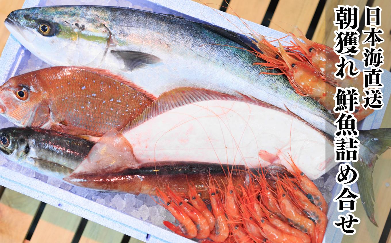 
日本海直送 旬の鮮魚詰め合せ【魚種7種程度】ボックス 魚のプロが選んだ厳選魚 新潟 糸魚川 能生漁港から朝獲れ新鮮な魚をお届け 生 (国産 天然 海鮮 お刺身 魚介類セット 鮮魚BOX 便利 簡単 お手軽 高級) 魚正
