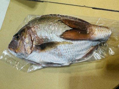 （冷蔵） 鯛 1匹 朝どれ 真鯛 真鯛 真鯛 真鯛 真鯛 真鯛 内蔵処理済み