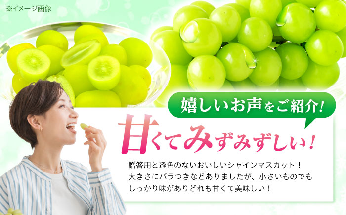 ※【2026年9月発送分／先行予約】【ご家庭用】シャインマスカット 約1.3kg(2〜3房) / フルーツ 果物 ぶどう マスカット しゃいんますかっと / 諫早市 / 肥前グローカル株式会社 [AH