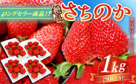 【2025年発送分 先行予約】【ビタミンC豊富な濃厚いちご】さちのか 1kg（250g×4パック） / 苺 イチゴ いちご フルーツ 果物 / 佐賀県 / さかもとさんの畑[41ABAA006]