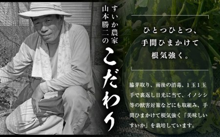 【先行予約】甘味が強い 虎太郎すいか 約5kg 1玉 数量限定 産地直送【果物 フルーツ】【2024年7月下旬より順次発送】 [e58-a001]