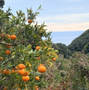 【先行予約】<訳あり> ぽんかん   5kg 高糖度 みかん 柑橘 高知 土佐清水 甘い ジューシー 完熟 フルーツ 果物 ビタミンC 旬 M～2Lサイズ 減農薬 産直 季節限定 家庭用 自宅用【R0