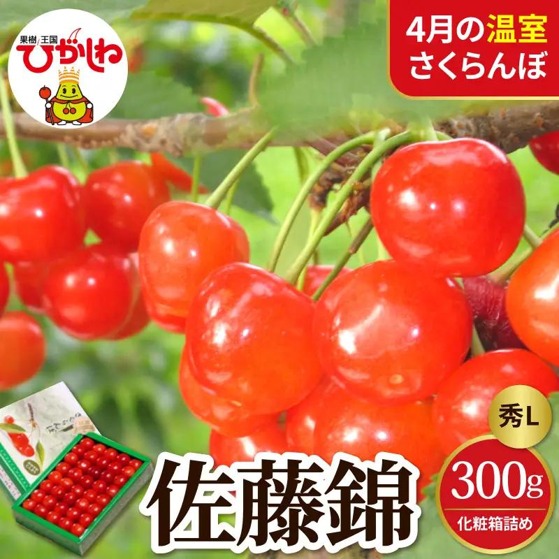 2027年産 4月配送 温室 さくらんぼ 佐藤錦 秀L 300g さくらんぼ