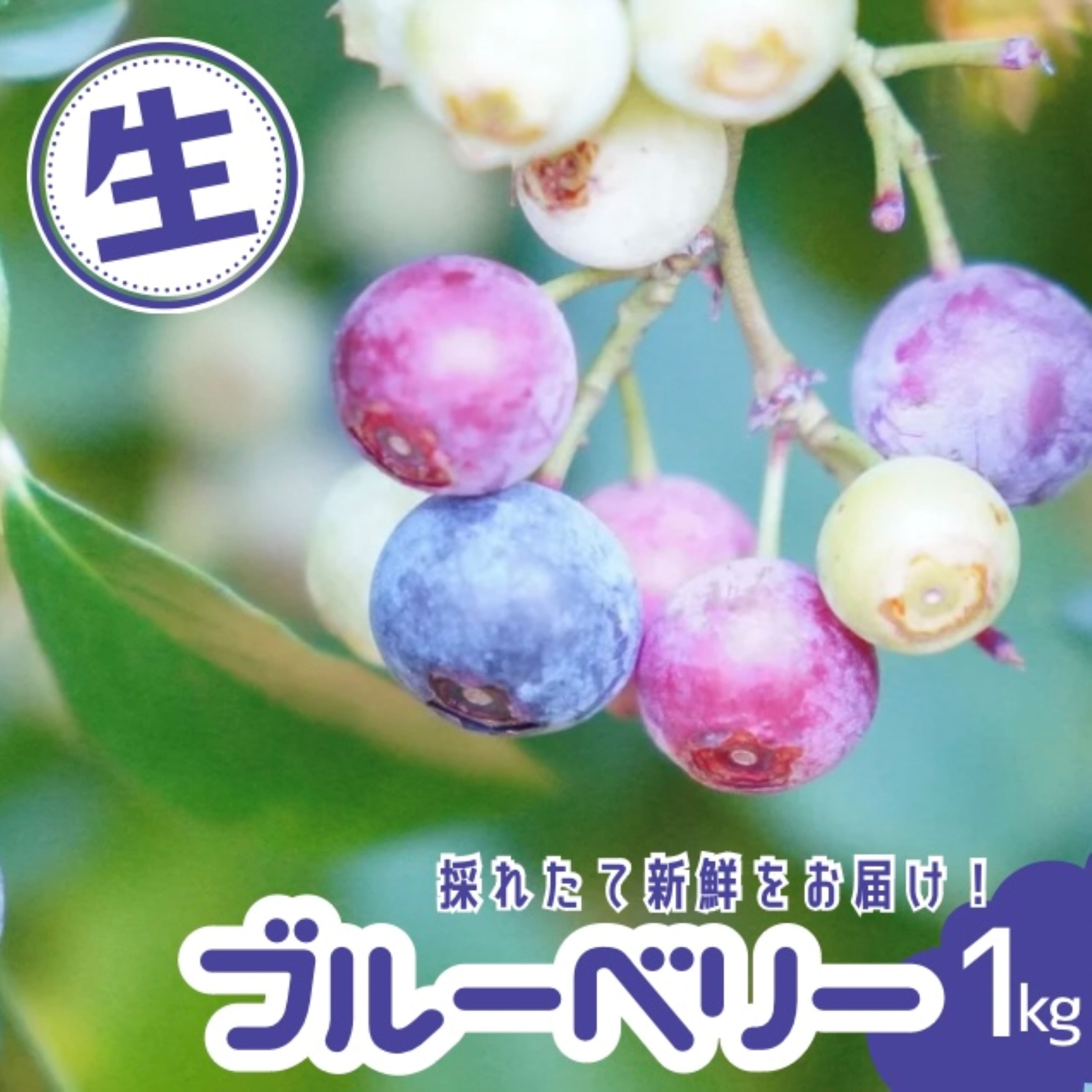 【ふるさと納税】 ブルーベリー 1kg 【8月上旬より発送】 生ブルーベリー （生果） 無農薬 童集乃村 フルーツ 旬 果物 朝食 おやつ