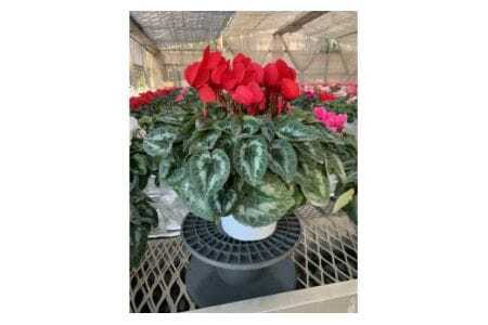 石岡育ちの シクラメン 赤系 6号鉢 クリスマス フラワー ギフト プレゼント 鉢植え 鉢花 冬 花 茨城県 石岡市 国産 送料無料 産地直送 (G776) (F12-001)