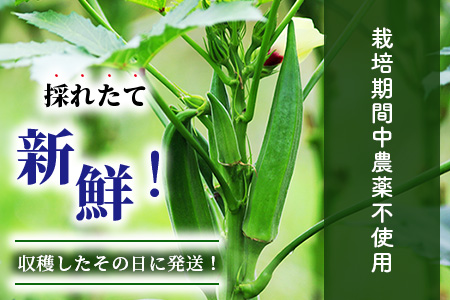 希少！黒島さんの採れたてオクラ100本セット（特別栽培、栽培期間中農薬不使用）3月～順次発送 OI-7