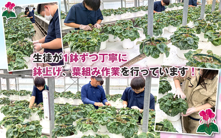 No.185 【期間限定】坂東清風高校の生徒が丹精込めて育てたシクラメン7号鉢 ／ お花 鉢植え 茨城県
