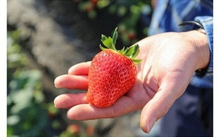 [先行予約] [4ヶ月連続定期便] 澳原いちご農園のとちあいか定期便 (毎月お届け 計4回)｜いちご イチゴ 苺 とちあいか フルーツ 果物 果実 産地直送 栃木県産 期間限定 数量限定 [0542]