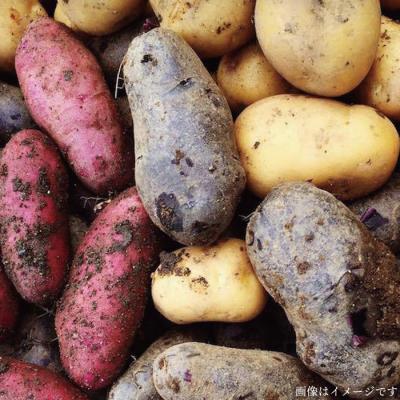 ふるさと納税 糸島市 【全6回定期便】【福岡県糸島産】朝採れ野菜セット ( 8品前後 )[AGE009] |  | 02