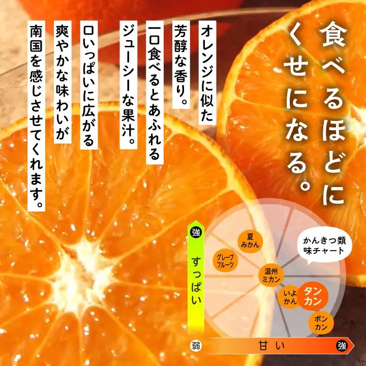 《 先行予約 》種子島産 タンカン (ご家庭用) 約5kg (24玉～36玉)【2027年2月中旬～3月中旬頃順次発送】【訳あり】【南種子町果樹部会】