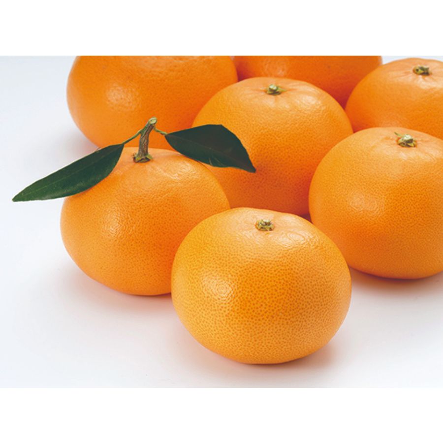 「せとか」秀品（L～3L）3kg（10～12個）