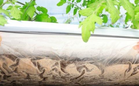 【毎年12月～7月頃発送】高糖度ミニトマト＜約1kg＞ 秀品 フルティカ【化粧箱入／プレゼント・ギフト・贈答用に】小分けパック アイメック® ましまファーム フルーツトマト  牧野富太郎博士の好物