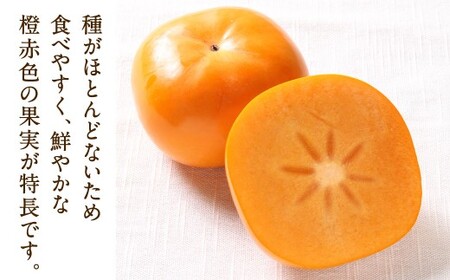 福岡県産 博多秋王【優等品】 計約10.5kg以上【約3.5kg以上（8玉～12玉入り） ×3箱】【2026年10月下旬～12月上旬発送予定】柿 かき 果物 フルーツ くだもの 先行予約