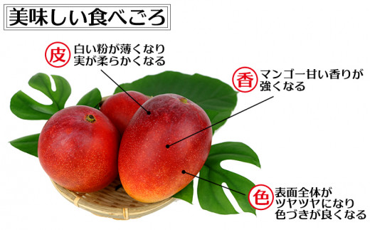 【化粧箱入】【先行受付・2025年発送】渡口ファームの こだわりマンゴー 約2kg〈秀品・優品〉_イメージ4