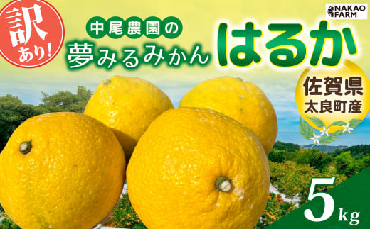 【訳あり】中尾農園の夢みるみかん はるか 5kg  みかん ミカン 蜜柑 柑橘 フルーツ くだもの 果物 はるか 小玉 ビタミン豊富 国産 月の引力が見える町 さがみかん 太良みかん 夢見るみかん おいしい 減農薬 濃厚 ギフト 贈答品 贈り物 佐賀県 太良町 N258x1