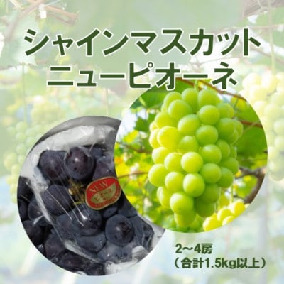 2026年発送【完熟朝採り】訳あり シャインマスカット＆ニューピオーネ 合計1.5kg以上【配送不可地域：離島】【1696550】