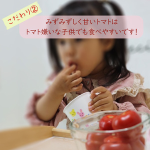 【2026年4月頃から順次発送】日高農園 水耕栽培 ミニトマト 3kg | トマト ミニトマト プチトマト 水耕栽培 トマト ミニトマト プチトマト 水耕栽培 トマト ミニトマト プチトマト 水耕栽培