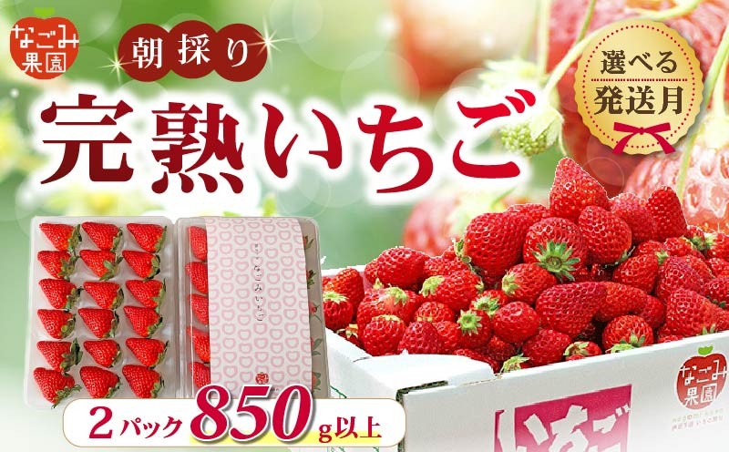 
                  【先行予約／選べる 発送月】いちご 1月 3月 4月 完熟いちご 紅ほっぺ 2パック 850g 以上 発送月 朝採り 朝採れ フルーツ 果物 新鮮 完熟 イチゴ ストロベリー 土耕栽培 季節限定 静岡県産 なごみ果園 伊豆 下田 贈答 ギフト 産地直送
                