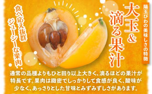 陽玉びわ 約2kg (約250g×8パック)【2025-5月上旬～2025-6月中旬配送】