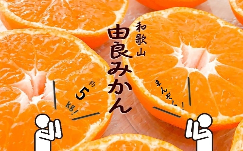 
            和歌山由良みかん　秀品　約５kg　サイズおまかせ(Ｌ・М・Ｓ) ※2025年11月下旬～2026年1月中旬頃発送予定 / くだもの 果物 フルーツ みかん ミカン オレンジ 【sml137】
          