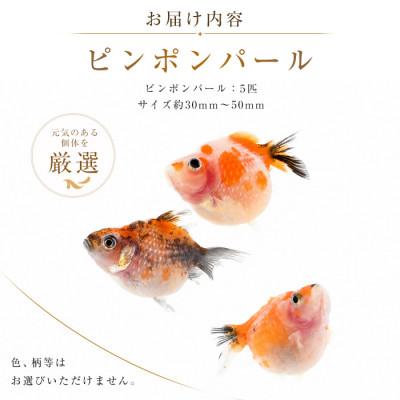 ふるさと納税 指宿市 【温水育ち】ピンポンパール5匹(IB148-003) |  | 01