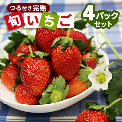 【ふるさと納税】【つる付き!完熟旬いちご】藤戸いちご園直送の厳選4パックセット【配送不可地域：離島】【1267487】
