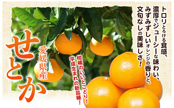 【数量限定 今季最終受付】愛媛県産せとか（ハウス）約2.7kg[50R0846] 【高島屋選定品】L～３Lサイズ 1月下旬頃～順次発送＜旬 化粧箱 ギフト 高級 甘い みかん    フルーツ＞[No.