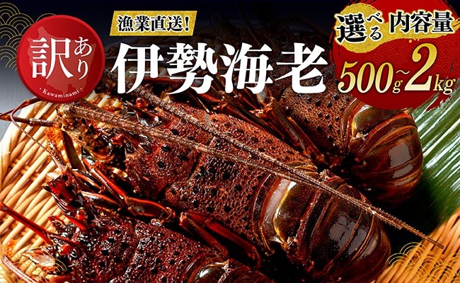 
                  ※内容量が選べる※ 【訳あり！】【漁協直送！】冷凍伊勢海老 【 伊勢海老 イセエビ 訳あり 魚介 】
                