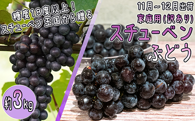 11～12月 津軽ぶどう村 秀品 スチューベン ぶどう 約 3kg  訳あり 家庭用 【 青森ぶどう 青森県鶴田町産 11月 12月 果物 フルーツ ポリフェノール 甘い 高糖度 美味しい 