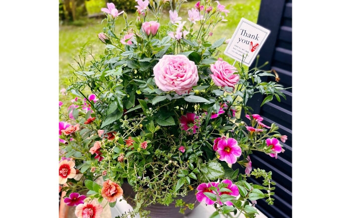 
            母の月ギフト寄せ植え (おまかせ) / 母 花 華 よせうえ 鉢 【GreenlifeYoshimura】 [BHBG003]
          