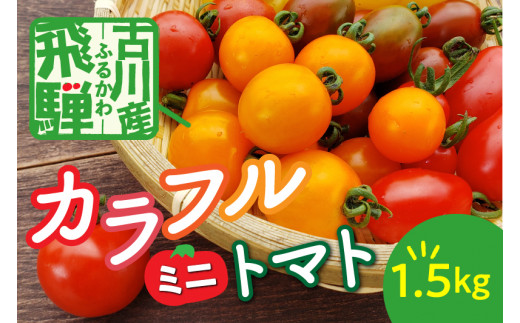 先行予約 令和7年産《期間限定・数量限定》飛騨産 トマト ミニトマト カラフルキュートなミニトマトの詰め合わせたっぷり1.5kg！ syun106