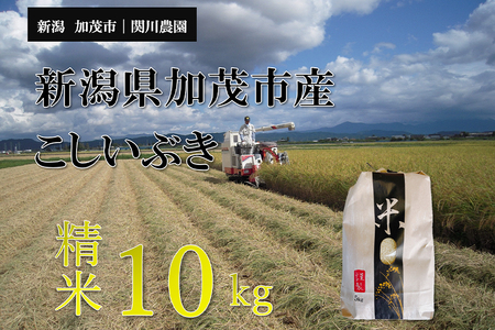 【令和8年産新米先行予約】加茂市産こしいぶき 精米10kg（10kg×1袋）《9月中旬～順次出荷》