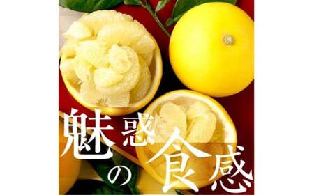 【先行予約】☆至高の柑橘　高知産 土佐文旦☆ L 11玉入【家庭用】〈2027年1月下旬頃より順次発送〉/ 柑橘 フルーツ 先行予約 ぶんたん ブンタン 果物 お取り寄せ【TAMURAKAJUEN】